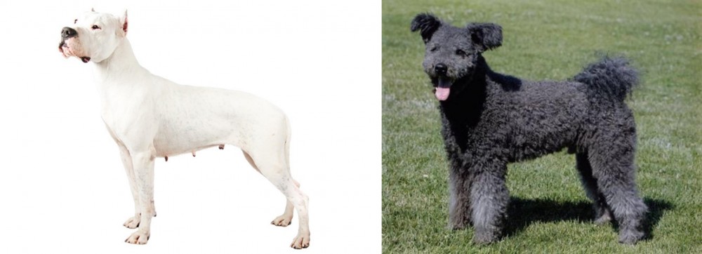 Pumi vs Argentine Dogo - Breed Comparison