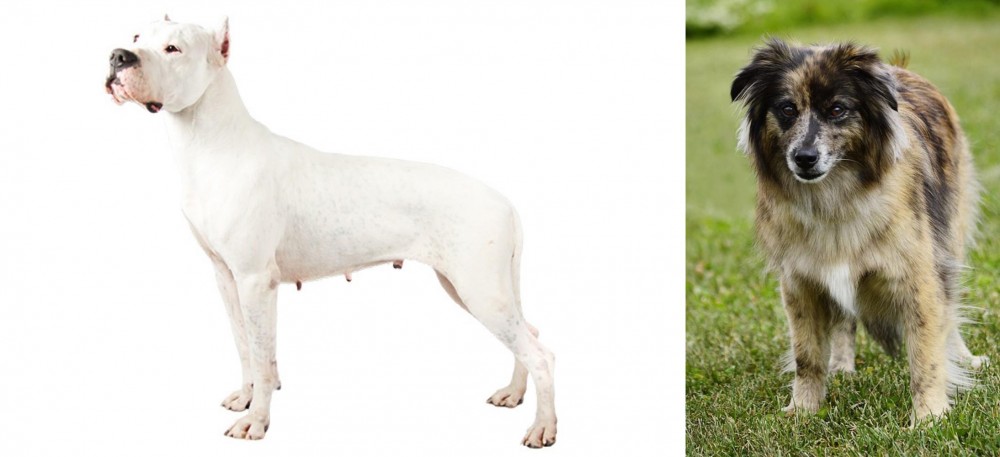Pyrenean Shepherd vs Argentine Dogo - Breed Comparison