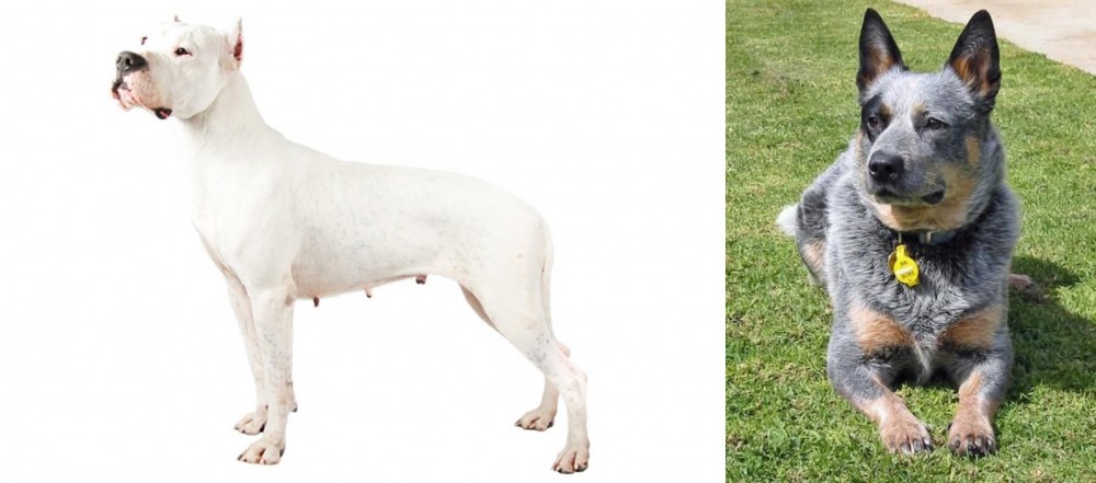 Queensland Heeler vs Argentine Dogo - Breed Comparison