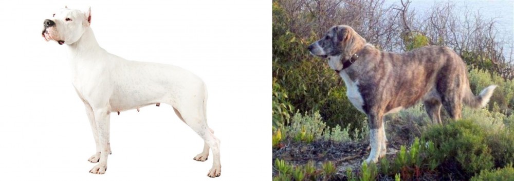 Rafeiro do Alentejo vs Argentine Dogo - Breed Comparison