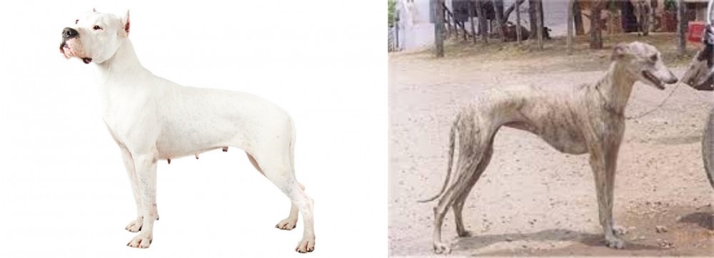 Rampur Greyhound vs Argentine Dogo - Breed Comparison