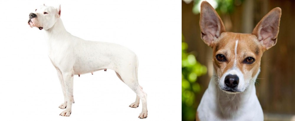 Rat Terrier vs Argentine Dogo - Breed Comparison