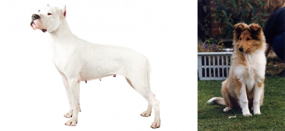 Rough Collie vs Argentine Dogo - Breed Comparison