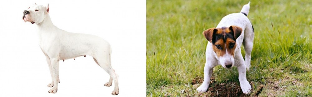 Russell Terrier vs Argentine Dogo - Breed Comparison