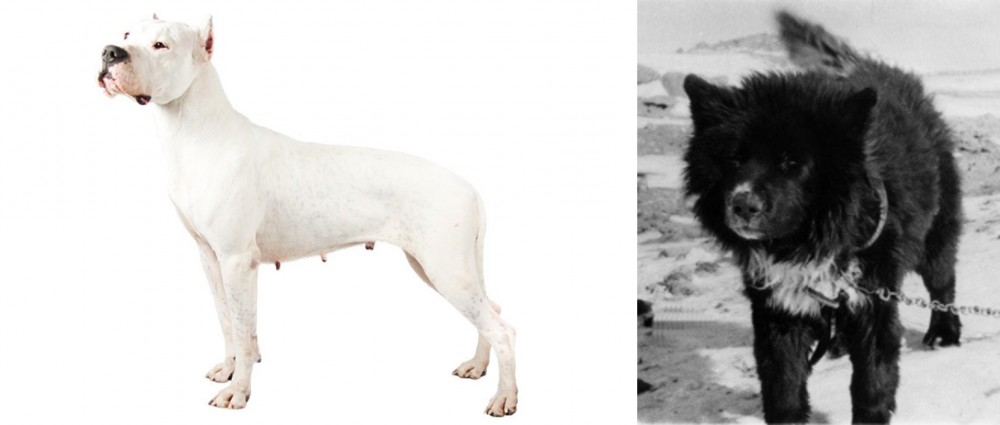 Sakhalin Husky vs Argentine Dogo - Breed Comparison
