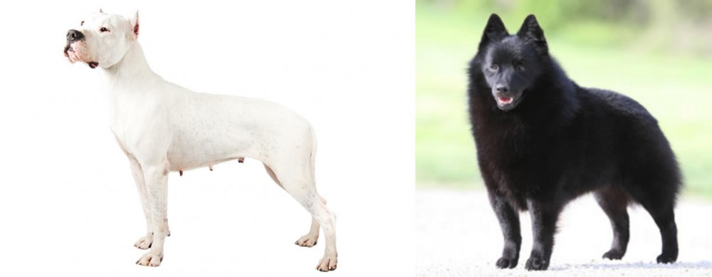 Schipperke vs Argentine Dogo - Breed Comparison