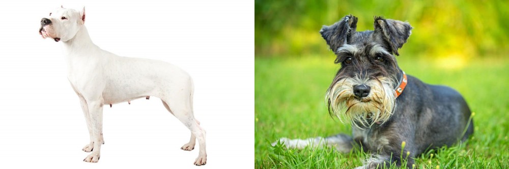 Schnauzer vs Argentine Dogo - Breed Comparison