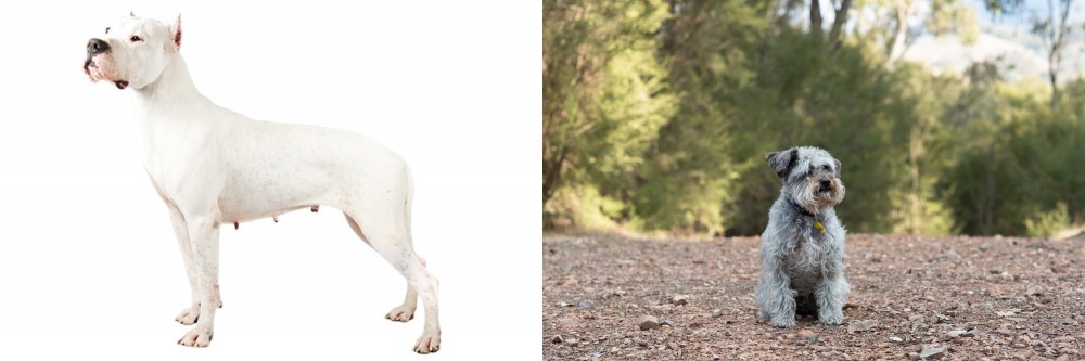 Schnoodle vs Argentine Dogo - Breed Comparison