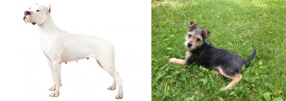 Schnorkie vs Argentine Dogo - Breed Comparison