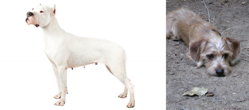 Schweenie vs Argentine Dogo - Breed Comparison