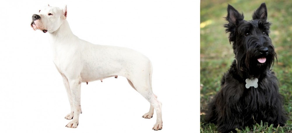 Scoland Terrier vs Argentine Dogo - Breed Comparison