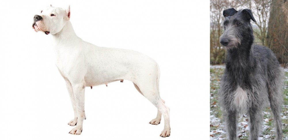 Scottish Deerhound vs Argentine Dogo - Breed Comparison