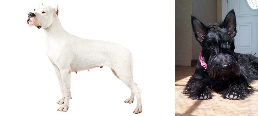 Scottish Terrier vs Argentine Dogo - Breed Comparison