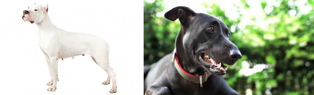 Shepard Labrador vs Argentine Dogo - Breed Comparison
