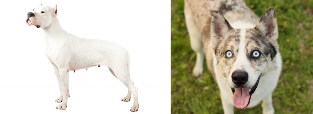 Shepherd Husky vs Argentine Dogo - Breed Comparison