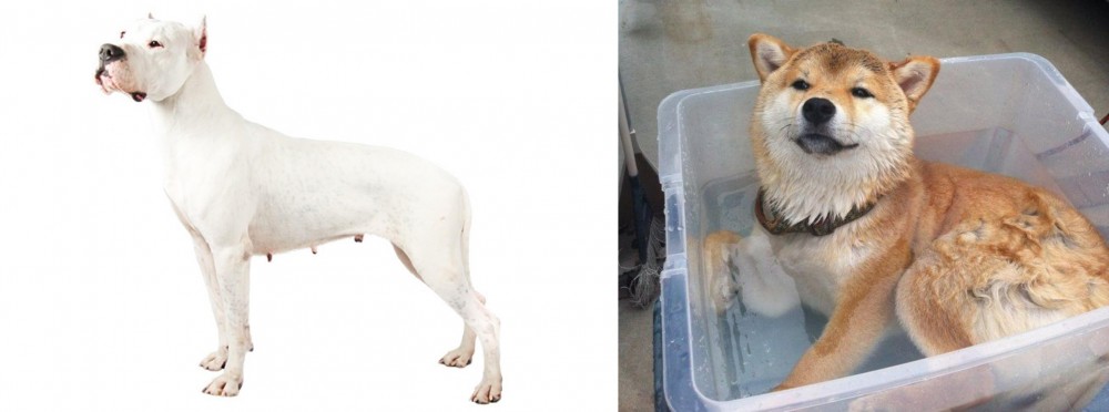 Shiba Inu vs Argentine Dogo - Breed Comparison