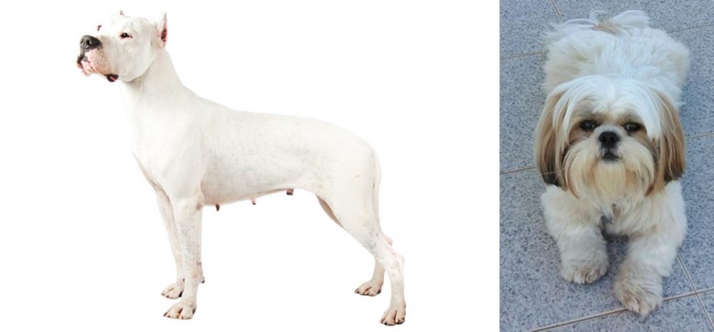 Shih Tzu vs Argentine Dogo - Breed Comparison