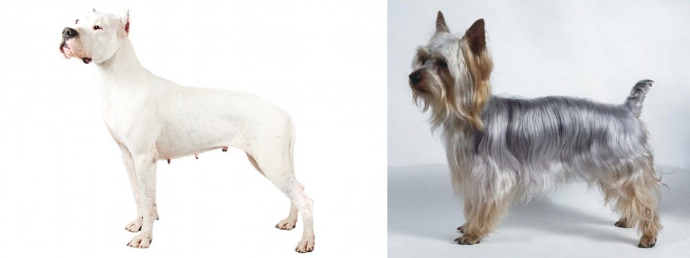 Silky Terrier vs Argentine Dogo - Breed Comparison