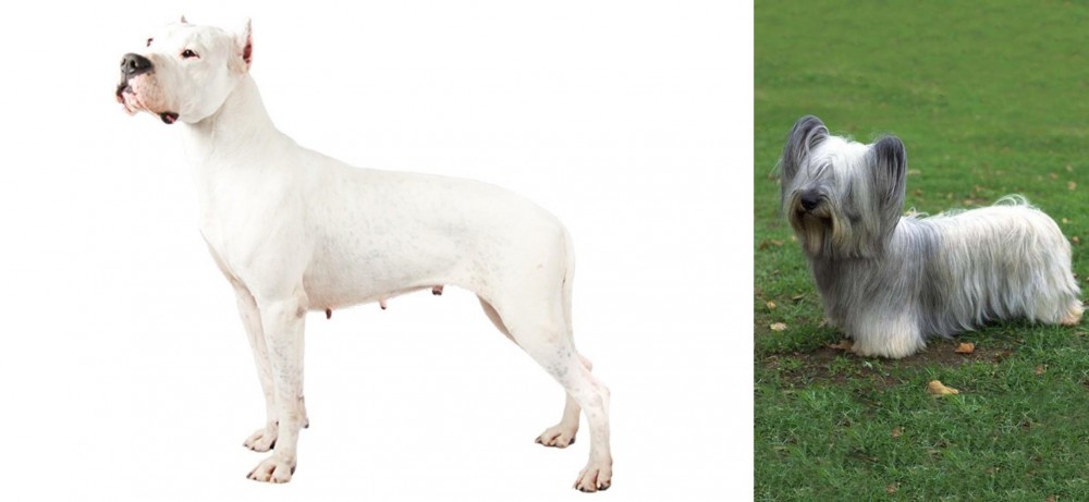 Skye Terrier vs Argentine Dogo - Breed Comparison
