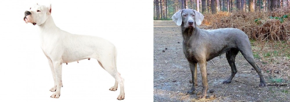 Slovensky Hrubosrsty Stavac vs Argentine Dogo - Breed Comparison