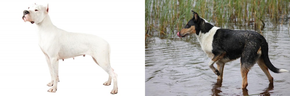 Smooth Collie vs Argentine Dogo - Breed Comparison