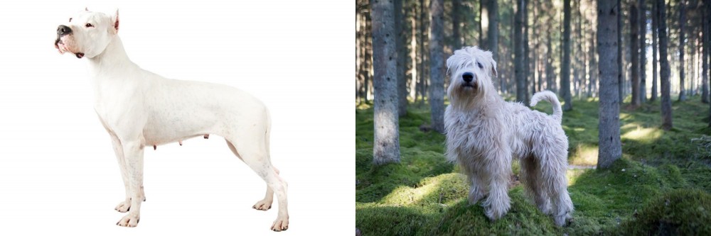 Soft-Coated Wheaten Terrier vs Argentine Dogo - Breed Comparison