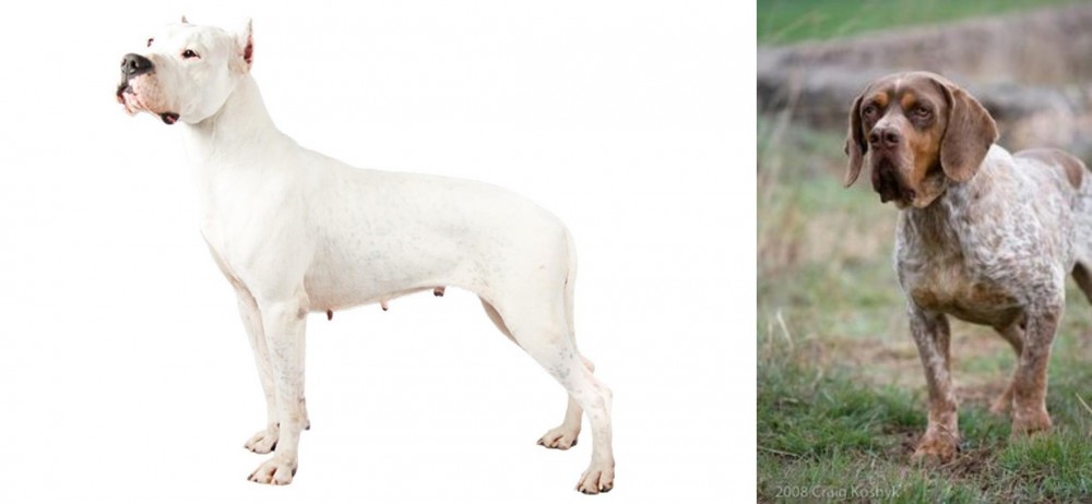 Spanish Pointer vs Argentine Dogo - Breed Comparison