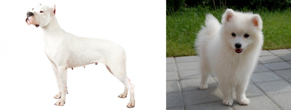Spitz vs Argentine Dogo - Breed Comparison