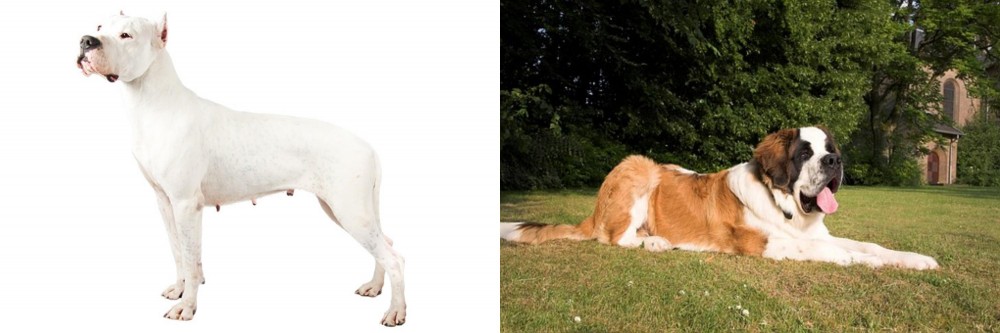St. Bernard vs Argentine Dogo - Breed Comparison