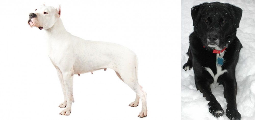 St. John's Water Dog vs Argentine Dogo - Breed Comparison