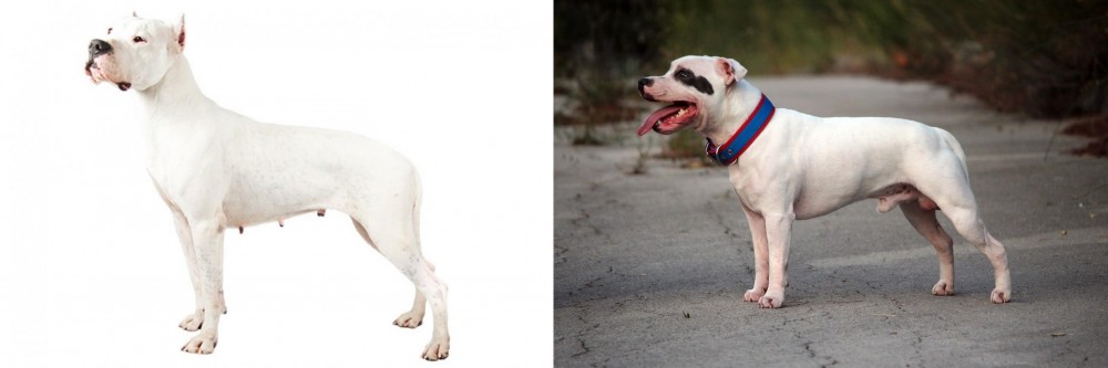 Staffordshire Bull Terrier vs Argentine Dogo - Breed Comparison