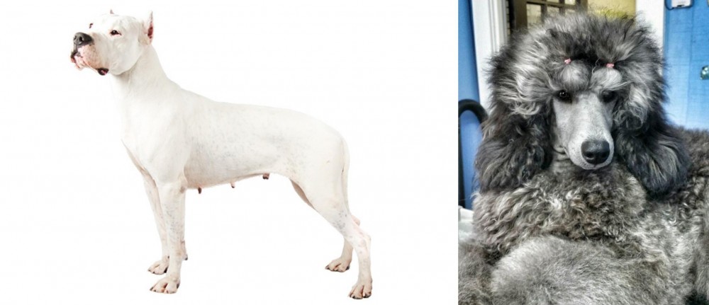 Standard Poodle vs Argentine Dogo - Breed Comparison