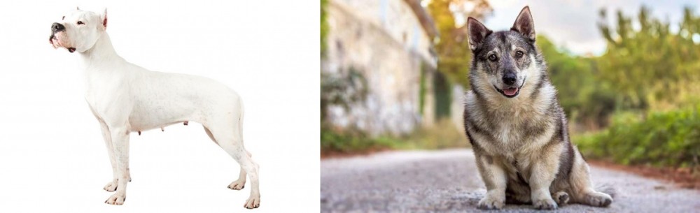 Swedish Vallhund vs Argentine Dogo - Breed Comparison