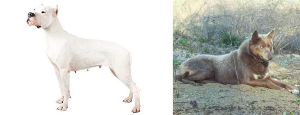 Tahltan Bear Dog vs Argentine Dogo - Breed Comparison