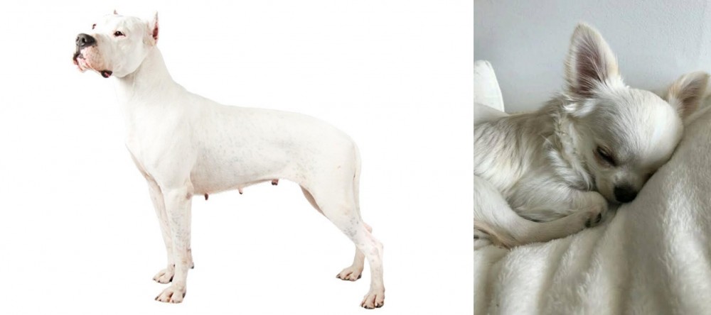 Tea Cup Chihuahua vs Argentine Dogo - Breed Comparison