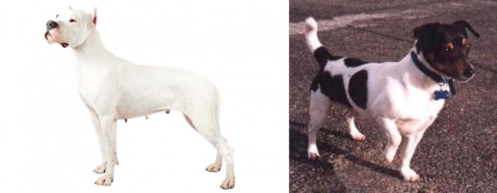 Teddy Roosevelt Terrier vs Argentine Dogo - Breed Comparison