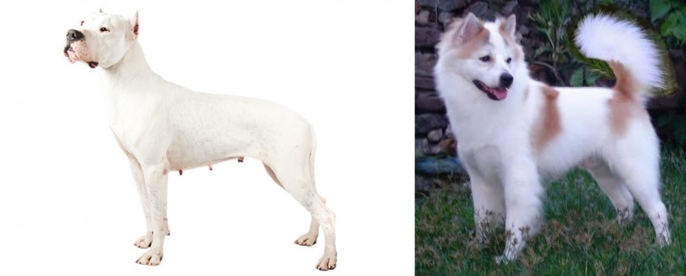 Thai Bangkaew vs Argentine Dogo - Breed Comparison