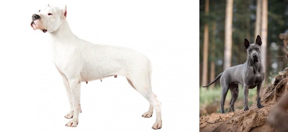 Thai Ridgeback vs Argentine Dogo - Breed Comparison