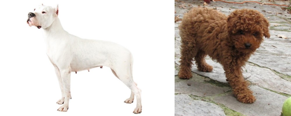 Toy Poodle vs Argentine Dogo - Breed Comparison