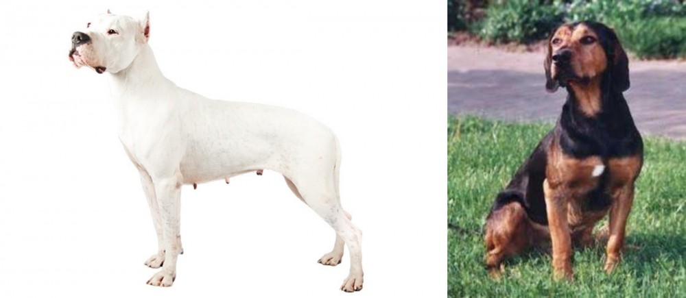 Tyrolean Hound vs Argentine Dogo - Breed Comparison