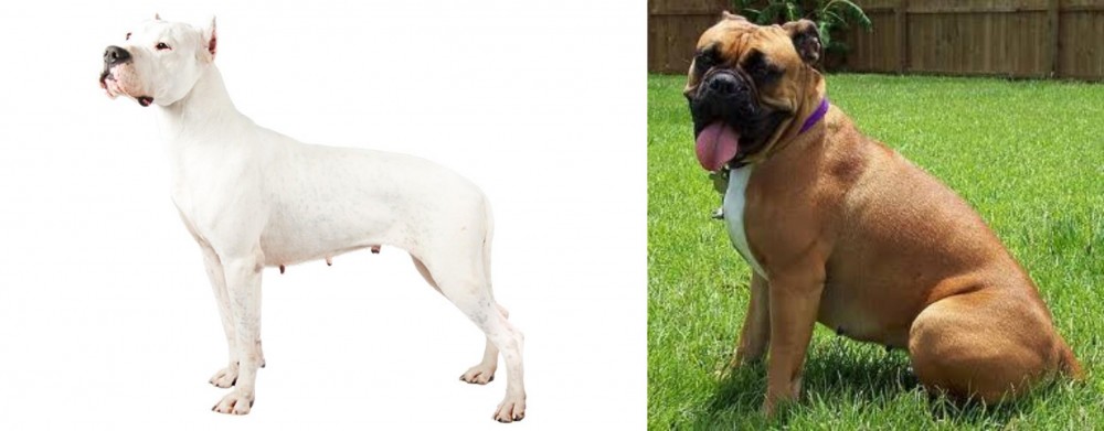Valley Bulldog vs Argentine Dogo - Breed Comparison