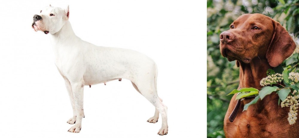 Vizsla vs Argentine Dogo - Breed Comparison