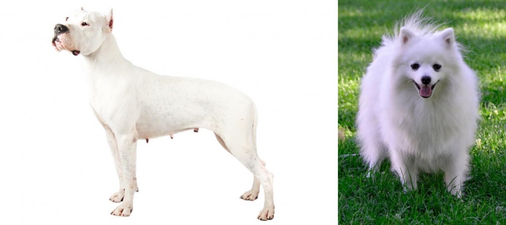 Volpino Italiano vs Argentine Dogo - Breed Comparison