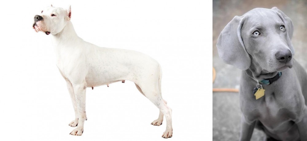 Weimaraner vs Argentine Dogo - Breed Comparison