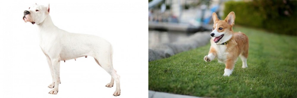 Welsh Corgi vs Argentine Dogo - Breed Comparison