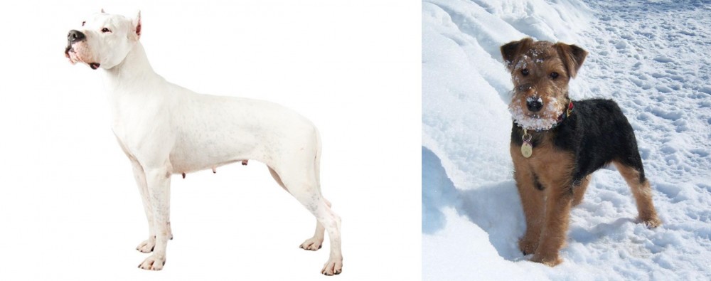 Welsh Terrier vs Argentine Dogo - Breed Comparison