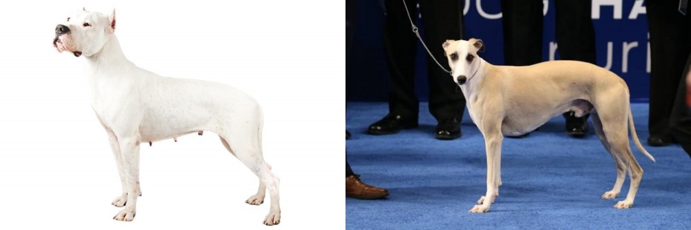Whippet vs Argentine Dogo - Breed Comparison