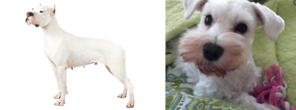 White Schnauzer vs Argentine Dogo - Breed Comparison