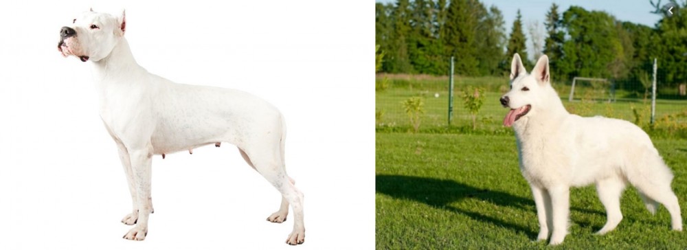 White Shepherd vs Argentine Dogo - Breed Comparison