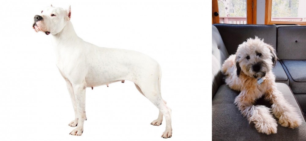 Whoodles vs Argentine Dogo - Breed Comparison